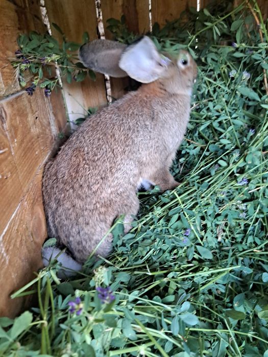 Vând iepuri de 6 și 4 luni  cei mari au 3 kg jumate pot sacrifica