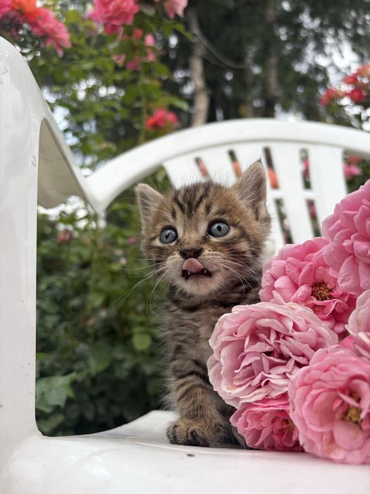 отдаем чудесных котят
