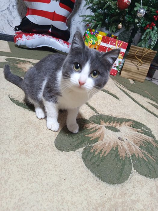 Отдам котика в хорошие руки