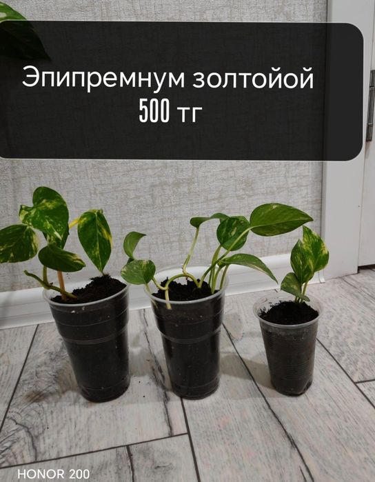 Семей бөлме гүлдері