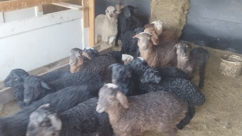 Продам овец с ягнятами.