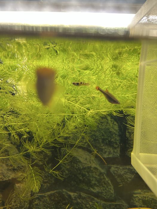 Продаю тернецию