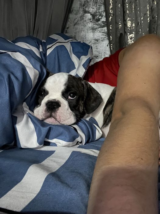 Щенки французского бульдога