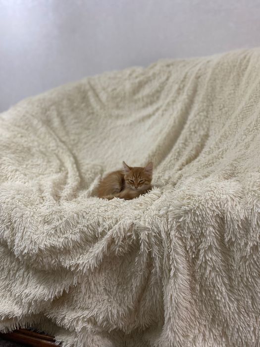 Отдам котика в добрые руки