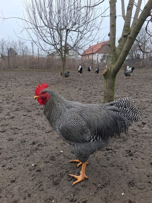 Cocos plymouth barat