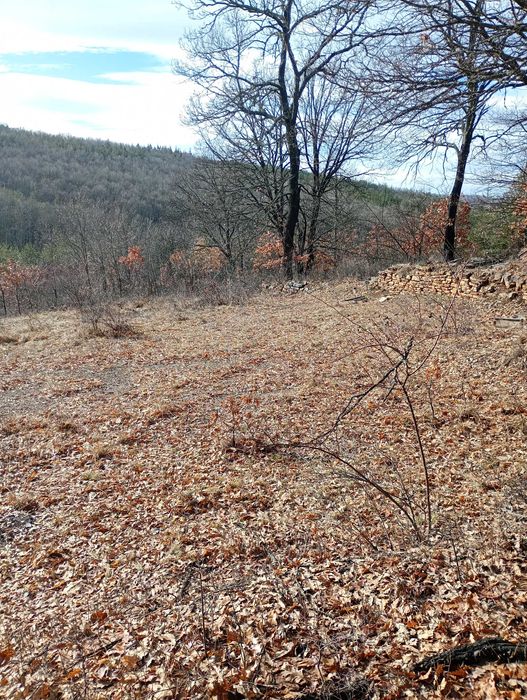 Имот в с.Дреново