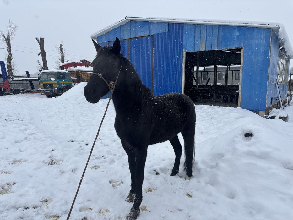 Продаю кобылу породистую