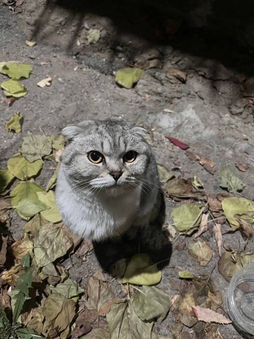 Нашли шотландскую кошку!