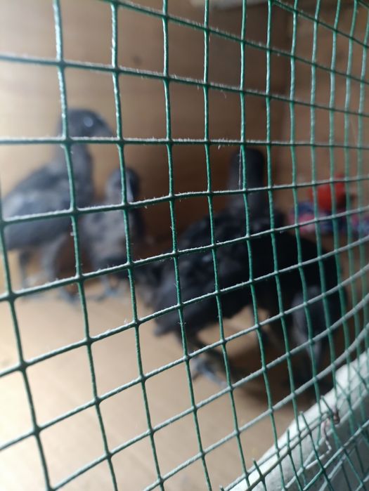 Ухейюл жужалари сотилади