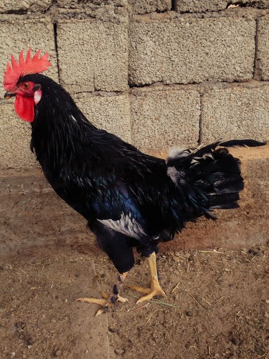 Петухи "Андижанский чёрный принц"