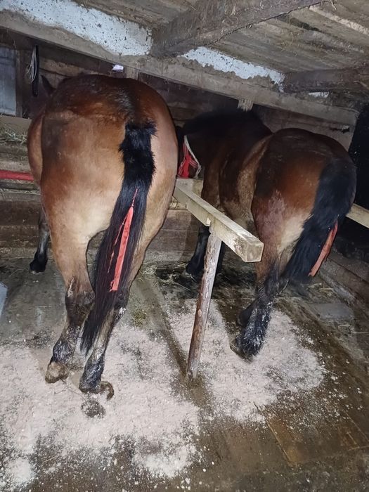 Vand manze de 11 si 9 luni