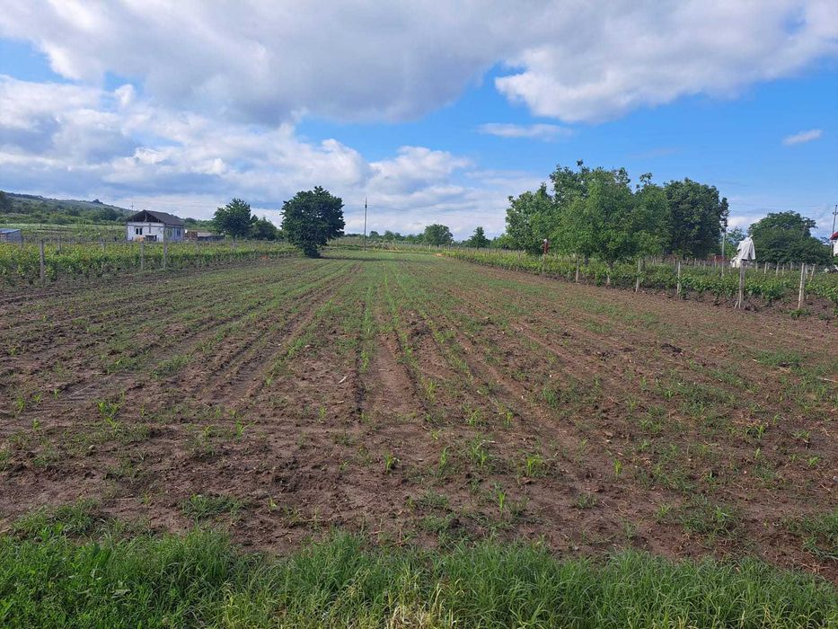 Teren extravilan in zona limitrofa orasului Dragasani