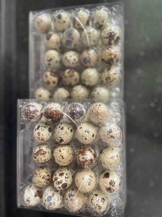 Продаю перепелиные яйца