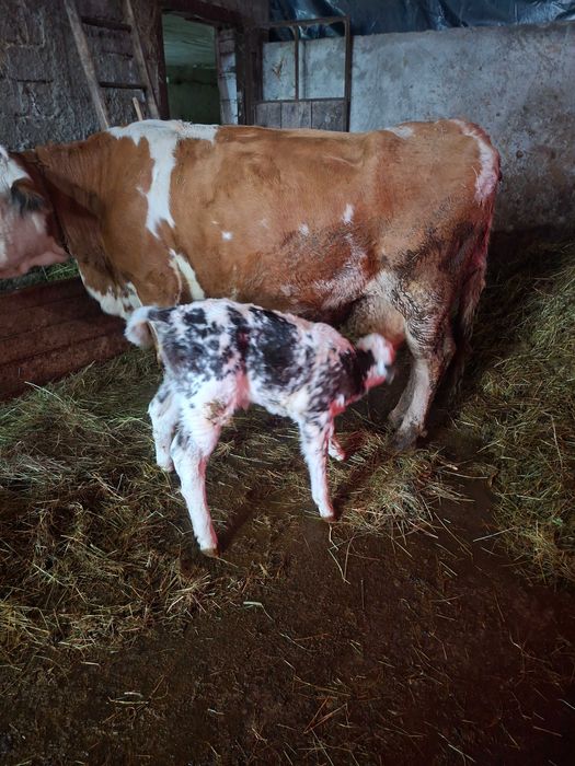 Vand vaca recent fatata.