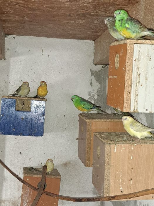 Papagali cantatori ,Nimfe,Micul si Marele Alexandru, Rossela, Agaponis
