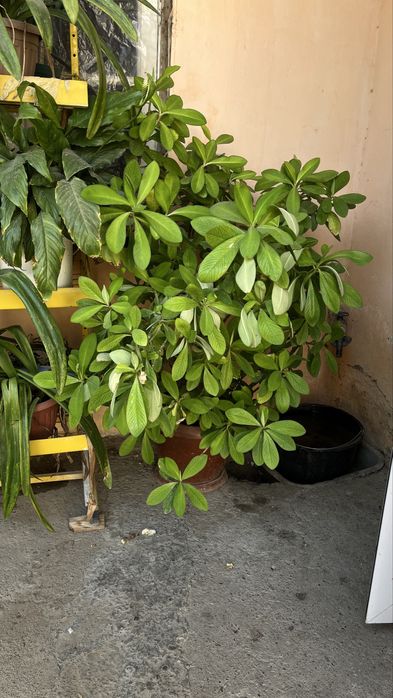 Цветы для дома за 2000 тг