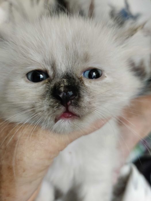 умненькие котята