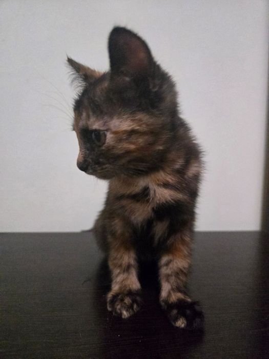 чудесные милые котята