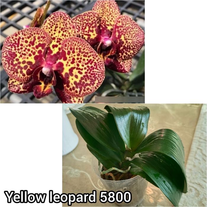 Орхидеи  сортовые Ванда