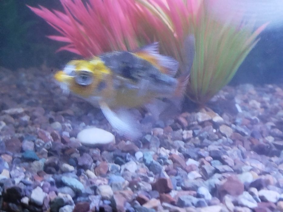 Коя рыбы акварум