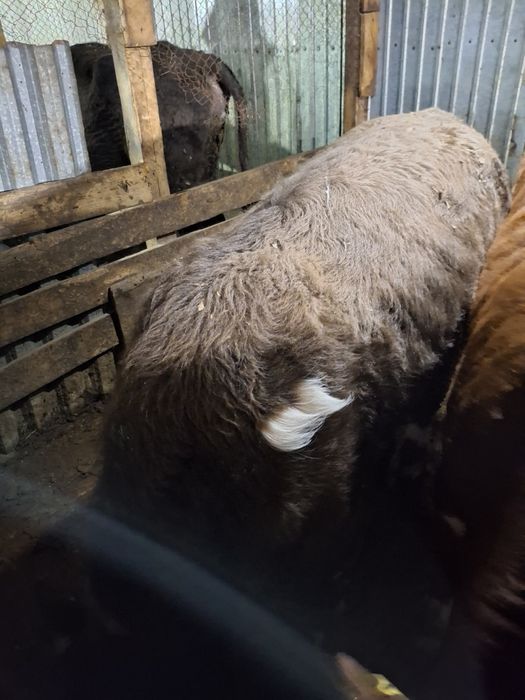 Продам бычков 10 месяцев  и 6 месяцев