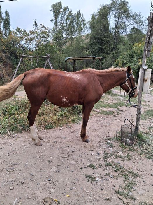 Мінгі айғыр 8жас