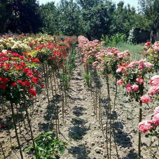 Штамбовый роза    Metropka shtampoviy atirgul boshlandi