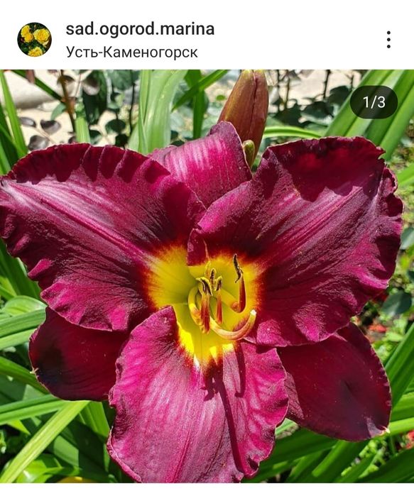 Продам цветы многолетние