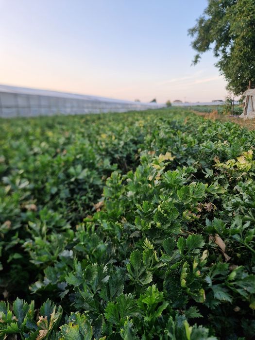 Vând telina de Căpățînă