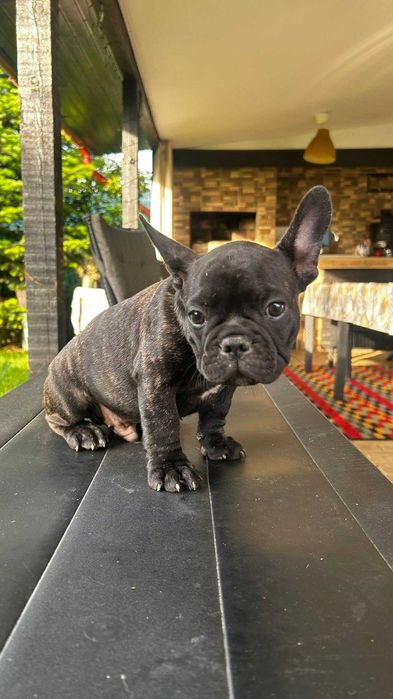 pui de Buldog Francez