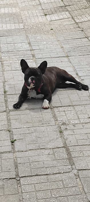 Френски булдог женски