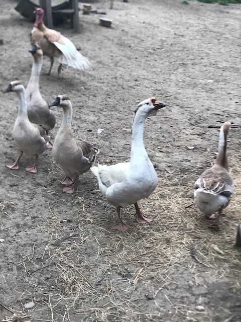 Vand gaste lesesti , rate lesesti