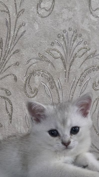 Britan mushuklari