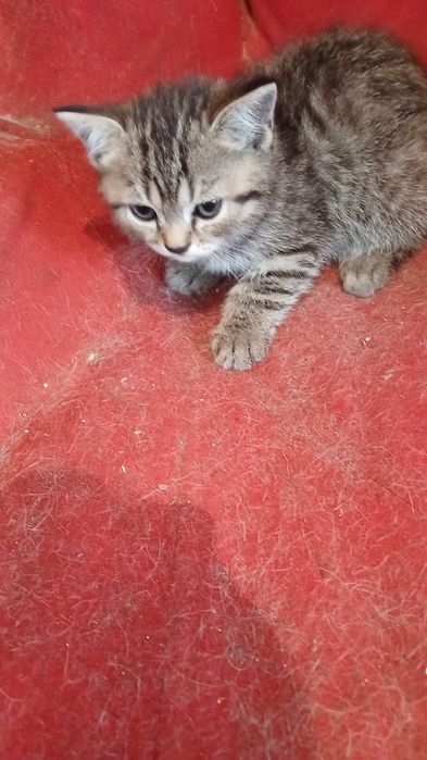 Котята домашние.