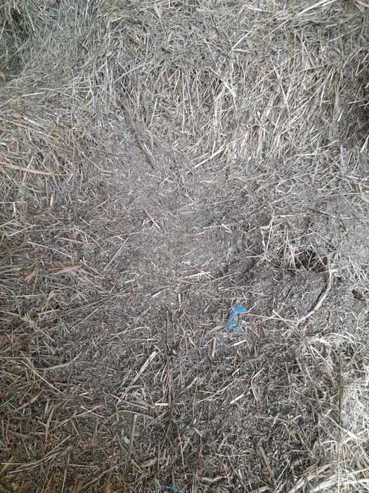 Vând baloti sau schimb cu vițel înțărcat