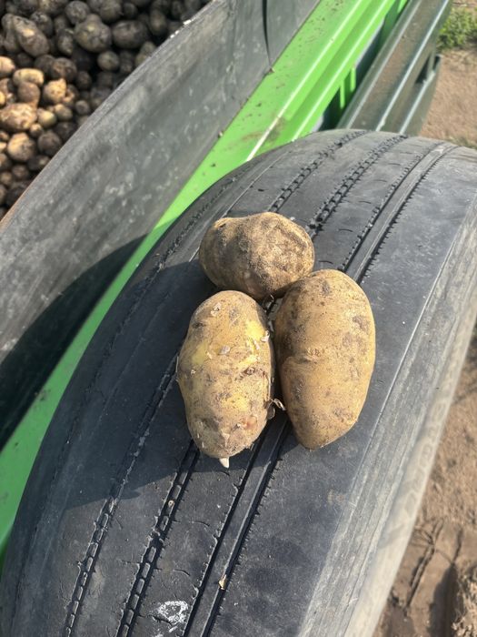 Картофель гала пойдет на храние