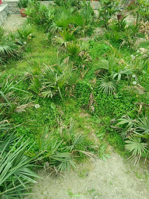 Be pulga palma gullari yer boʻshatishga tekinga bervoramiz