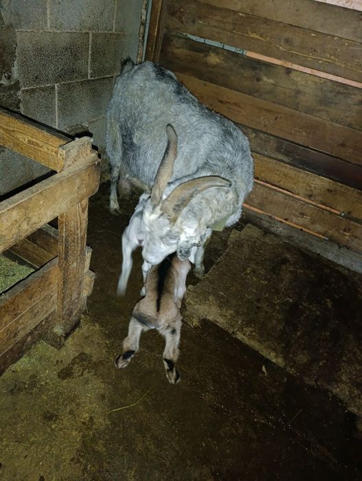 Сүтті ешкілер сатылад