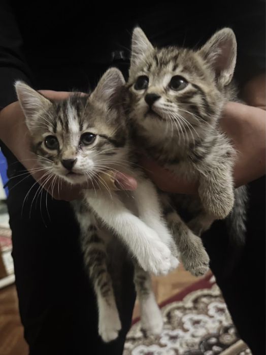 Продается котенки