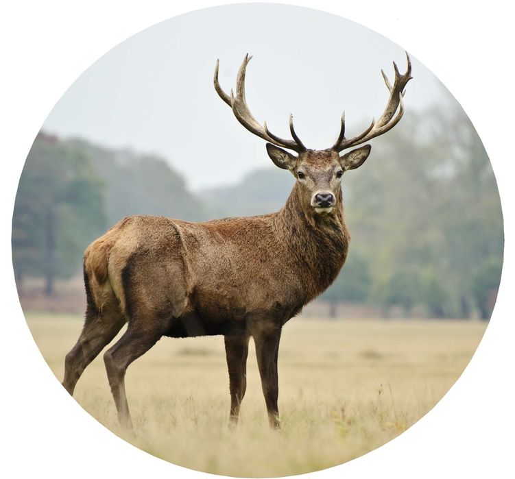 Калъф За Резервна Гума На Джип С Елен Сърандак