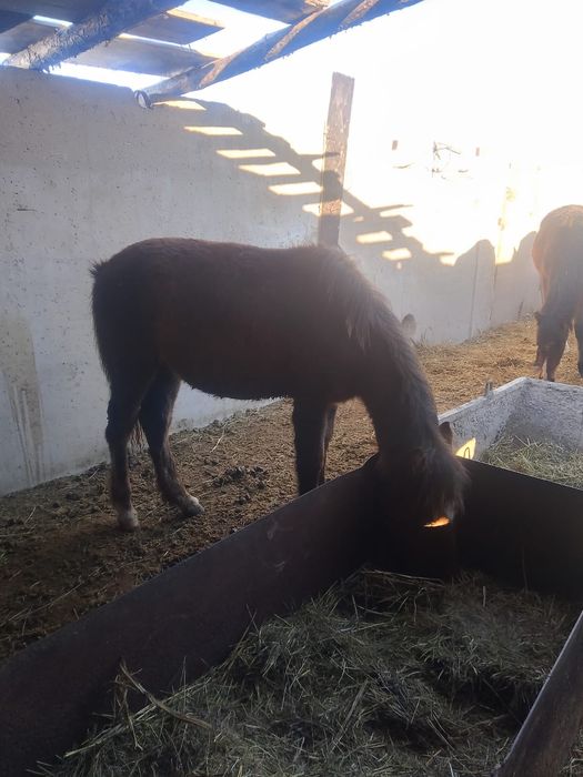 Ургашы жабагы сатамын