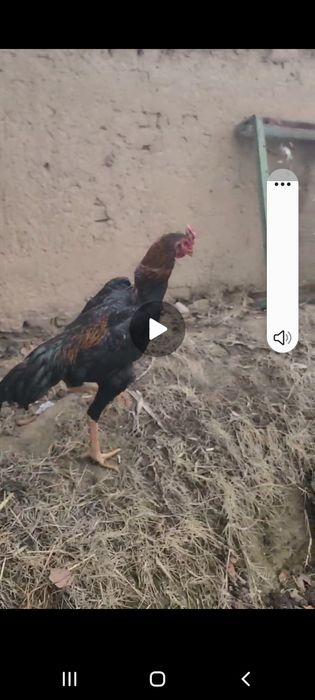 Xo'roz sotiladi 8 oylik