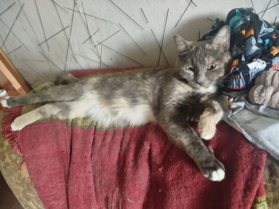 Отдам двух кошек