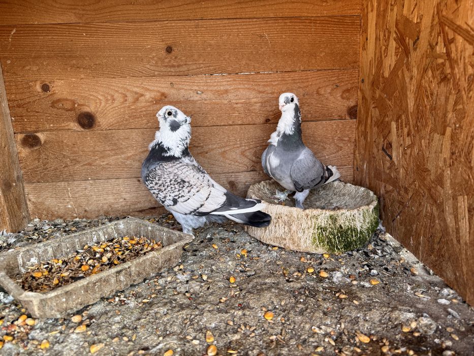 Pereche porumbei misirli