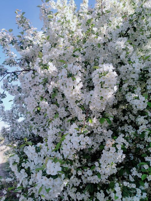 Продам дачу в черте города