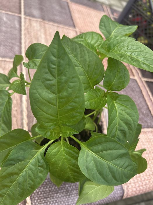 Продам рассаду перцев Купец, Винни пух