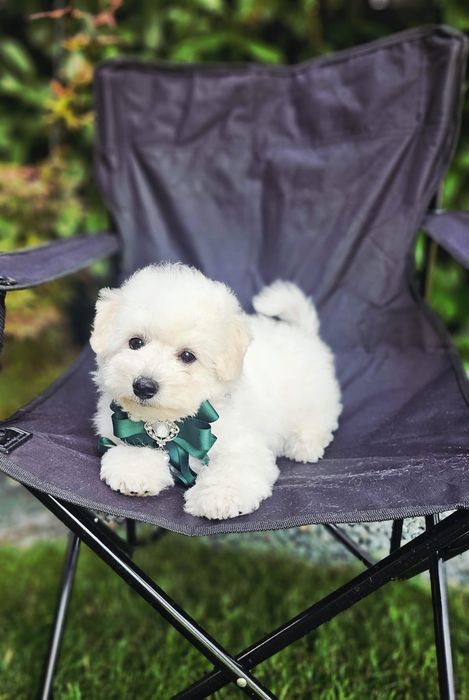 Pui Bichon Frise Pedigree FCI