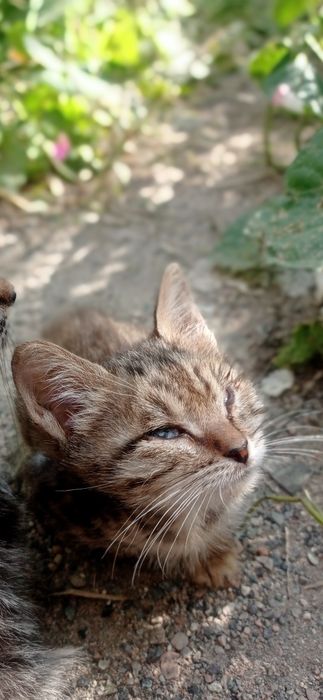 Отдам котят в ответственные руки