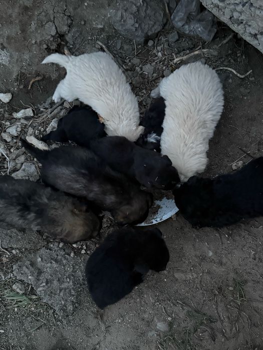 Щенки в ассортименте!))