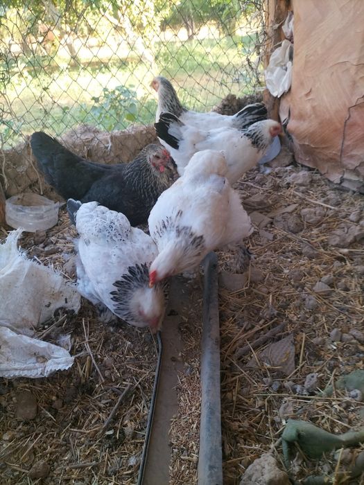 Тауық бар сатылады